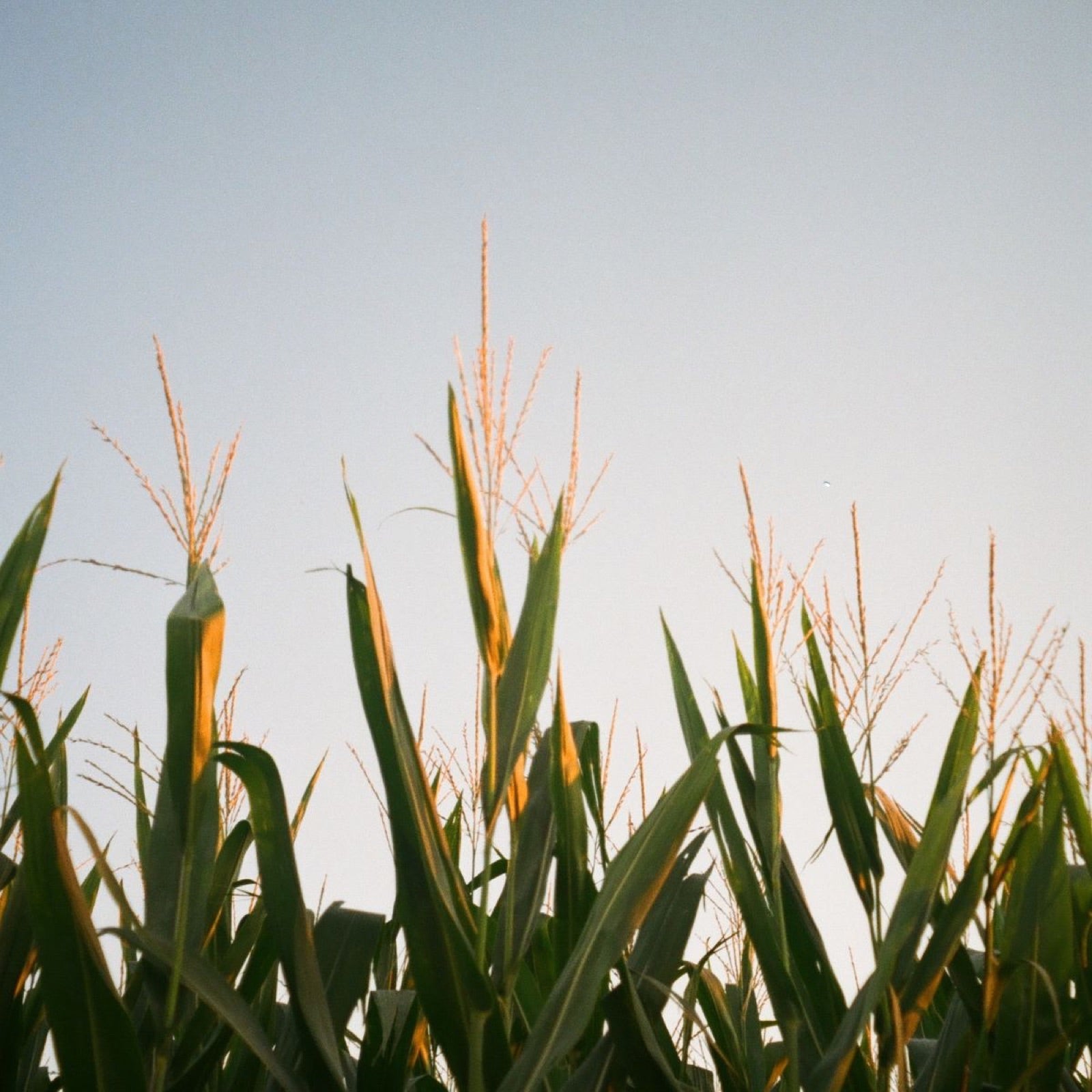 Corn growing in a field