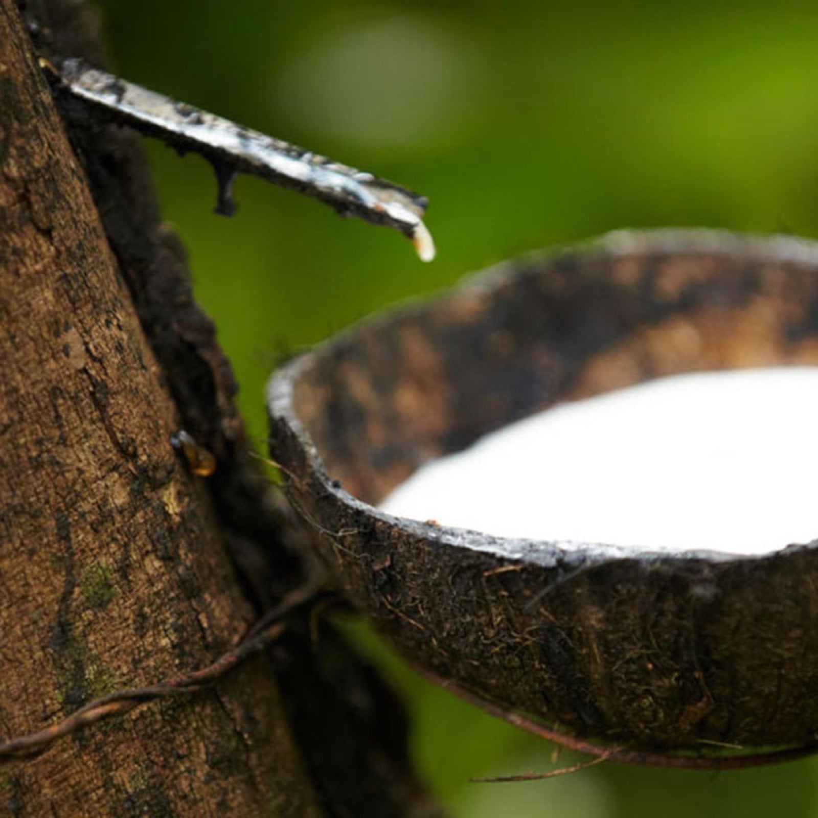 Natural latex collected from a rubber tree